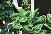 Low light indoor plants that will brighten up your dimly lit room